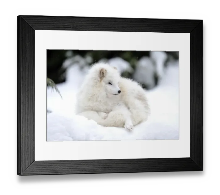 Framed Print : Arctic fox -Alopex lagopus- Framed Print : Arctic fox -Alopex lagopus-