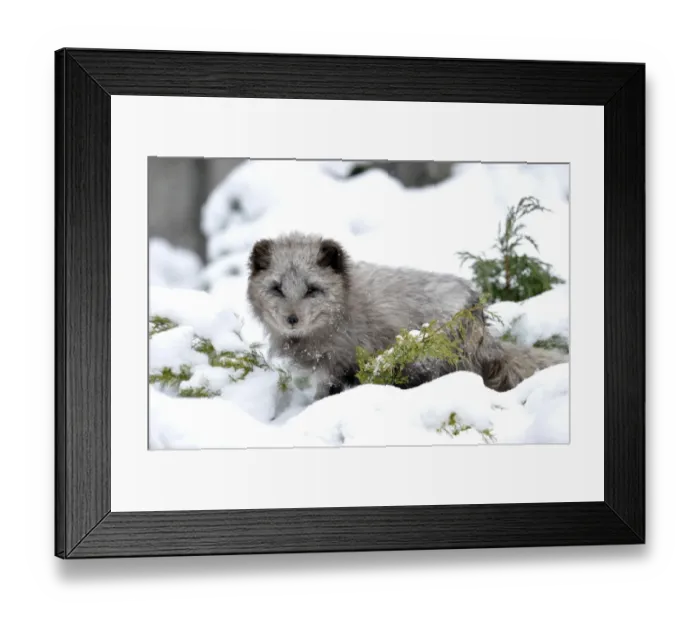 Framed Print : Arctic fox -Alopex lagopus- Framed Print : Arctic fox -Alopex lagopus-
