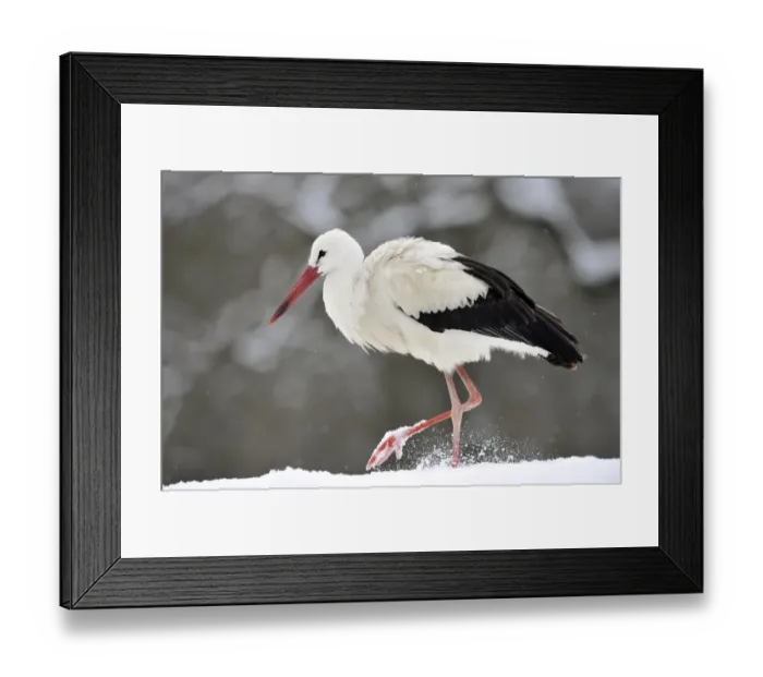 Framed Print : White Stork -Ciconia ciconia- in winter Framed Print : White Stork -Ciconia ciconia- in winter