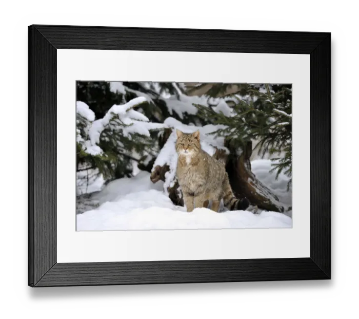 Framed Print : Wildcat -Felis silvestris- in winter Framed Print : Wildcat -Felis silvestris- in winter