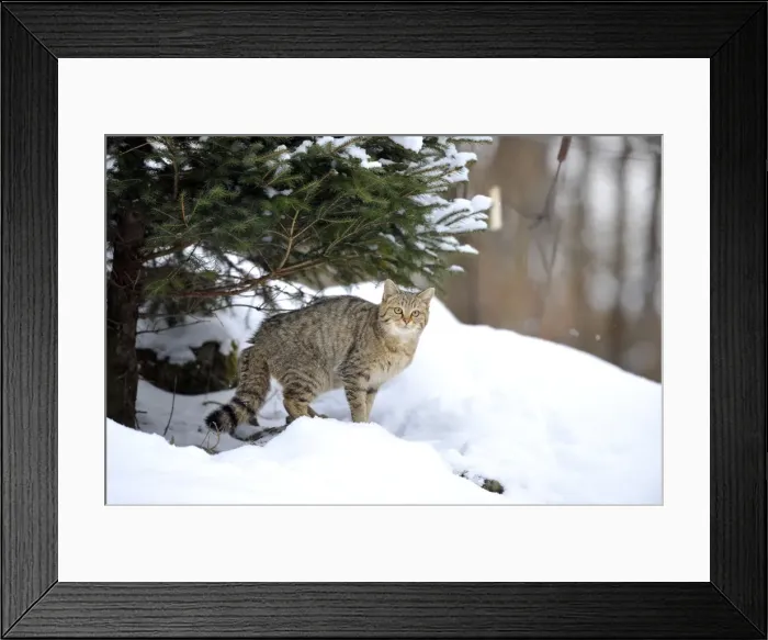 Framed Print : Wildcat -Felis silvestris- in winter, in front of den Framed Print : Wildcat -Felis silvestris- in winter, in front of den