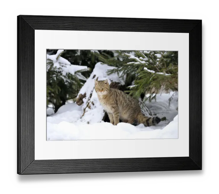 Framed Print : Wildcat -Felis silvestris- in winter Framed Print : Wildcat -Felis silvestris- in winter