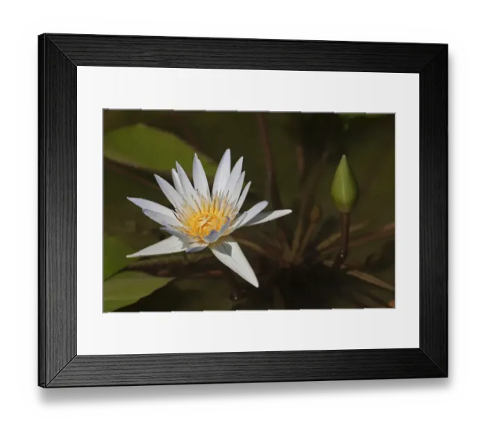 Framed Print : Water lily -Nymphaea colorata-, white Framed Print : Water lily -Nymphaea colorata-, white