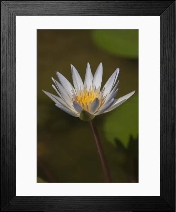 Framed Print : Water lily -Nymphaea colorata-, white Framed Print : Water lily -Nymphaea colorata-, white