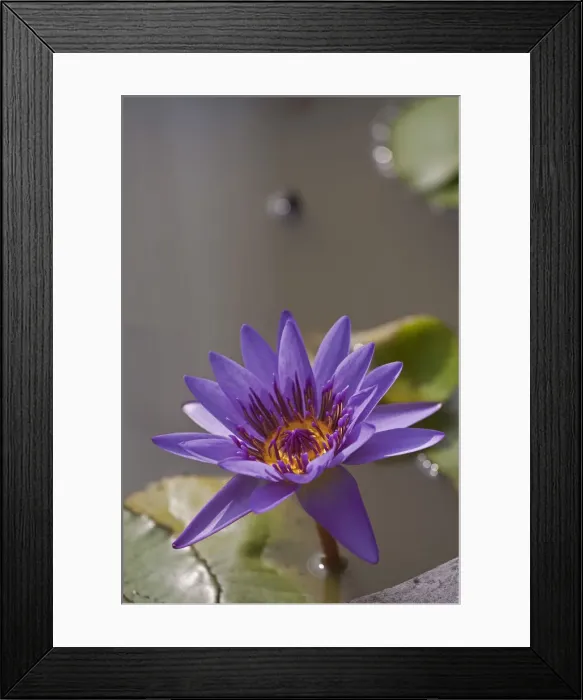 Framed Print : Water lily -Nymphaea colorata-, violet, purple Framed Print : Water lily -Nymphaea colorata-, violet, purple