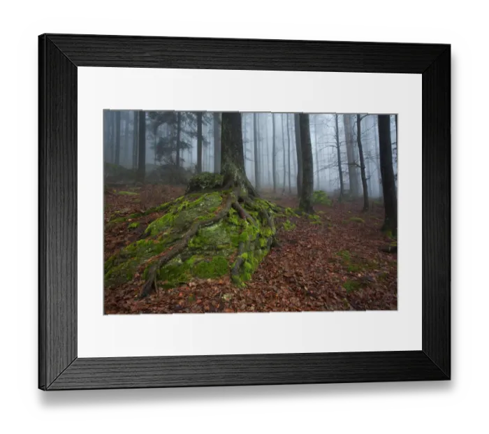 Framed Print : Moss and lichens on spruce trees, Bavarian Forest National Park, Bavaria, Germany, Europe Framed Print : Moss and lichens on spruce trees, Bavarian Forest National Park, Bavaria, Germany, Europe