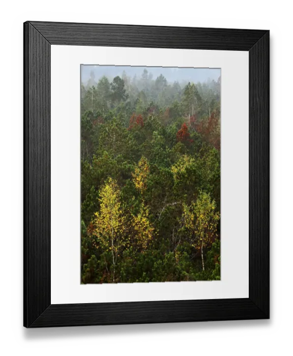 Framed Print : Autumn foliage in Grossen felt, Bavarian Forest National Park, Bavaria, Germany, Europe Framed Print : Autumn foliage in Grossen felt, Bavarian Forest National Park, Bavaria, Germany, Europe