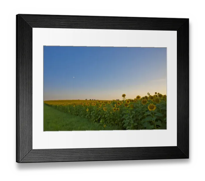 Framed Print : Moonrise over a sunflower field near Pforzheim, Baden-Wuerttemberg, Germany, Europe Framed Print : Moonrise over a sunflower field near Pforzheim, Baden-Wuerttemberg, Germany, Europe