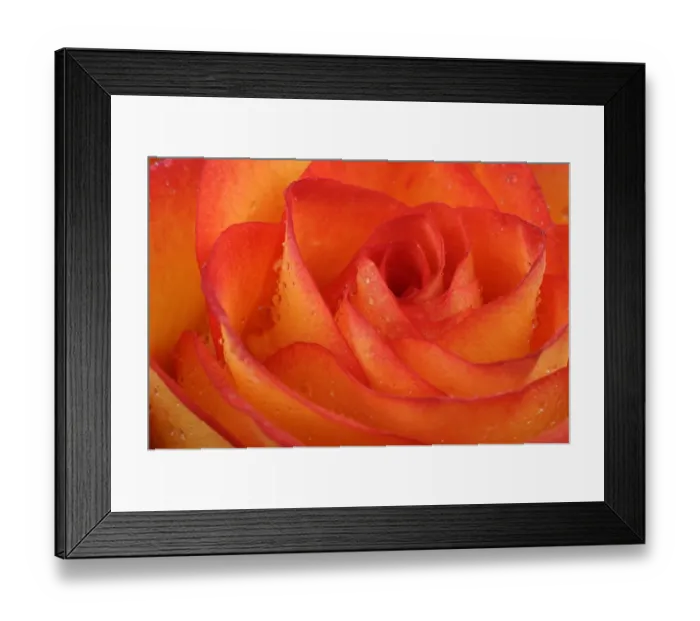 Framed Print : Rose -Rosa-, with dew drops, close-up Framed Print : Rose -Rosa-, with dew drops, close-up