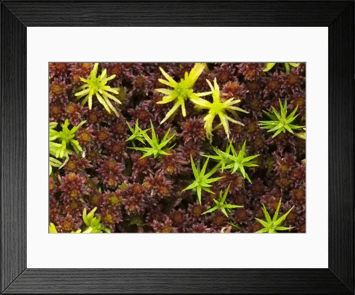 Framed Print : Moss in the Grosser Filz area, Nationalpark Bayrischer Wald National Park Bavarian Forest, Bavaria, Germany, Europe Framed Print : Moss in the Grosser Filz area, Nationalpark Bayrischer Wald National Park Bavarian Forest, Bavaria, Germany, Europe