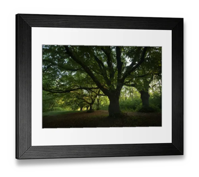 Framed Print : Avenue on Mt. Antoniberg, Stepperg, Bavaria, Germany, Europe