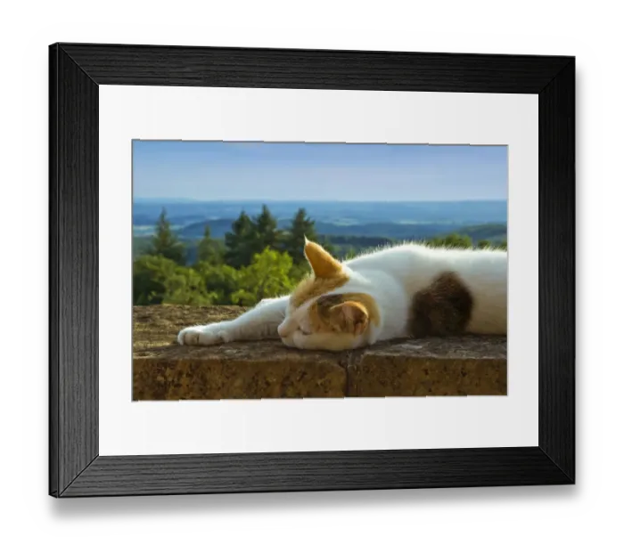 Framed Print : Cat on the castle wall of Schloss Buergeln castle in the south Black Forest, Baden-Wuerttemberg, Germany, Europe Framed Print : Cat on the castle wall of Schloss Buergeln castle in the south Black Forest, Baden-Wuerttemberg, Germany, Europe