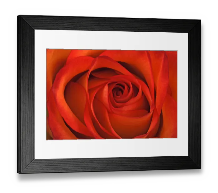 Framed Print : Red rose -Rosa-, close-up Framed Print : Red rose -Rosa-, close-up