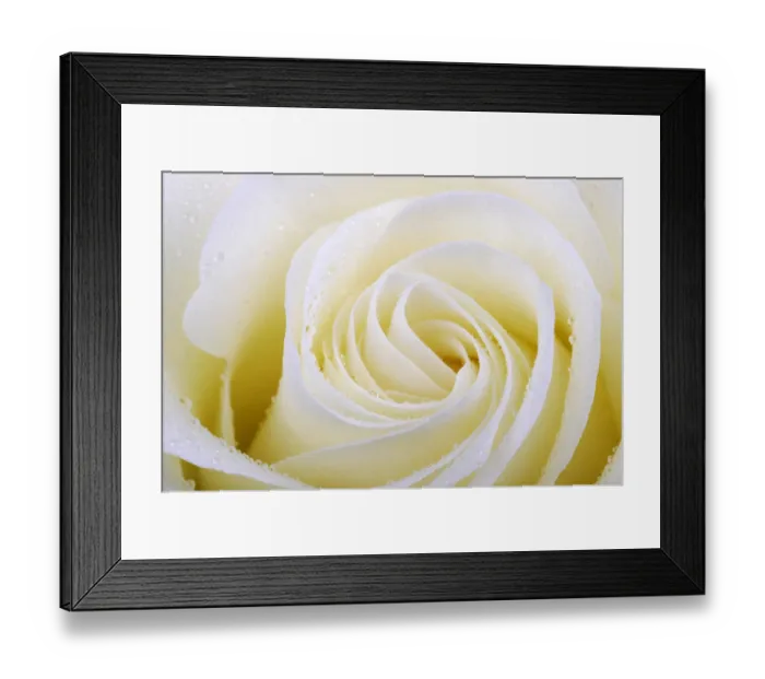Framed Print : White rose -Rosa-, with dew drops, close-up
