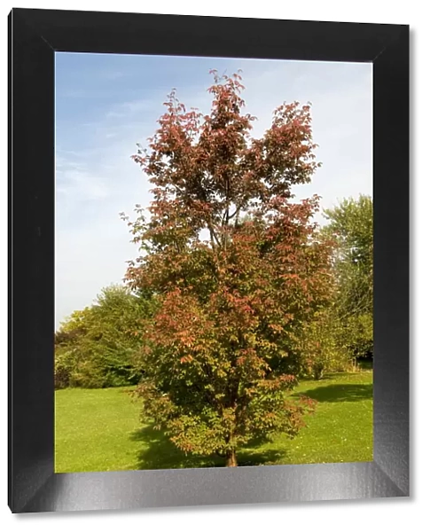 Paperbark maple -Acer griseum-