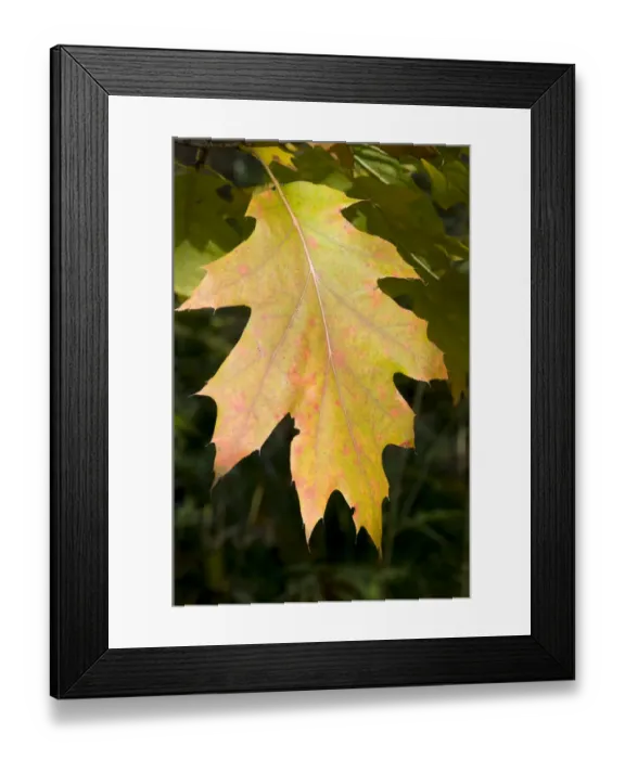Framed Print : Northern Red Oak or Champion Oak -Quercus rubra-, leaf Framed Print : Northern Red Oak or Champion Oak -Quercus rubra-, leaf