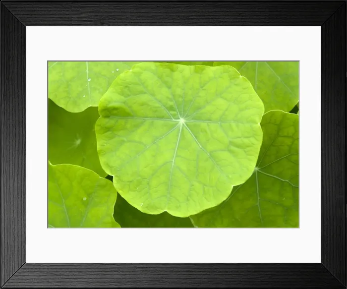 Framed Print : Garden Nasturtium, Indian Cress or Monks Cress -Tropaeolum majus-, medicinal plant Framed Print : Garden Nasturtium, Indian Cress or Monks Cress -Tropaeolum majus-, medicinal plant