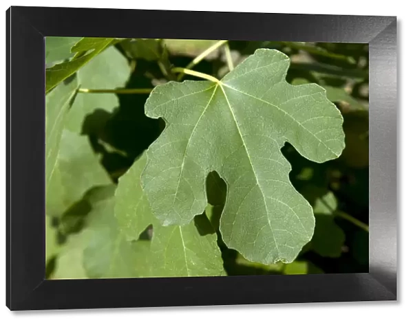 Common fig -Ficus carica-, leaf