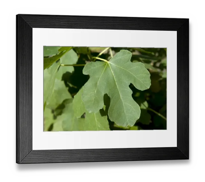 Framed Print : Common fig -Ficus carica-, leaf Framed Print : Common fig -Ficus carica-, leaf
