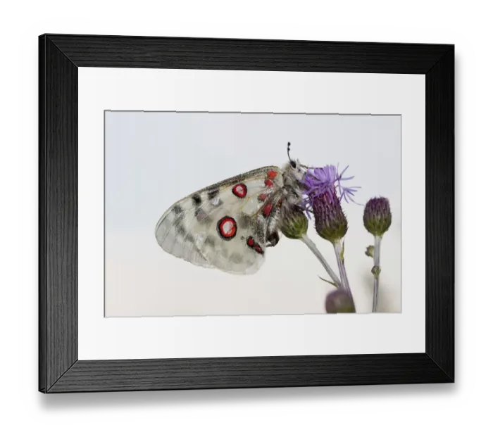 Framed Print : Apollo or Mountain Apollo butterfly -Parnassius apollo-, Eichstaett, Bavaria, Germany, Europe Framed Print : Apollo or Mountain Apollo butterfly -Parnassius apollo-, Eichstaett, Bavaria, Germany, Europe