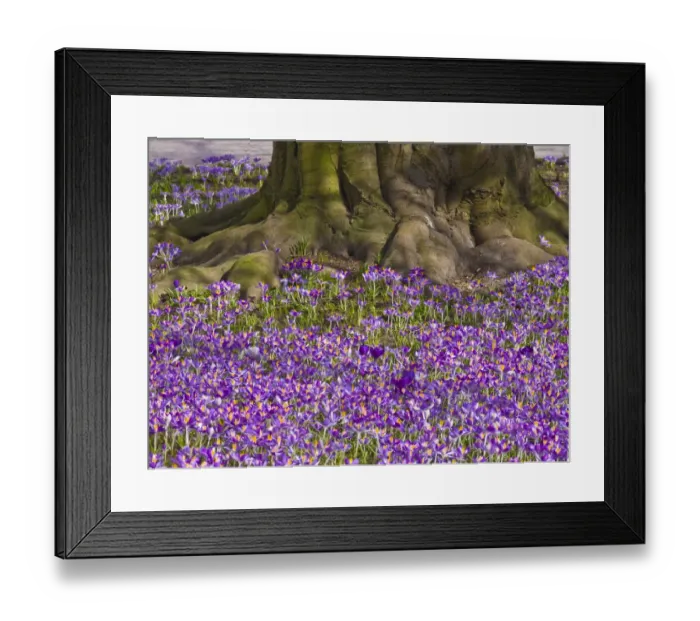 Framed Print : Crocus -Crocus- in the spa gardens of Baden-Baden, Black Forest, Baden-Wuerttemberg, Germany, Europe Framed Print : Crocus -Crocus- in the spa gardens of Baden-Baden, Black Forest, Baden-Wuerttemberg, Germany, Europe