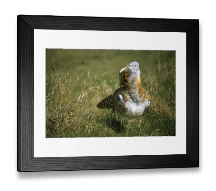 Framed Print : Great Bustard -Otis tarda- courting cock, Devavanya-protected, Hungary, Europe Framed Print : Great Bustard -Otis tarda- courting cock, Devavanya-protected, Hungary, Europe