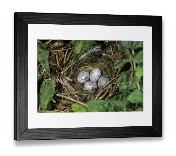 Framed Print : Clutch of the Yellowhammer -Emberiza citrinella-