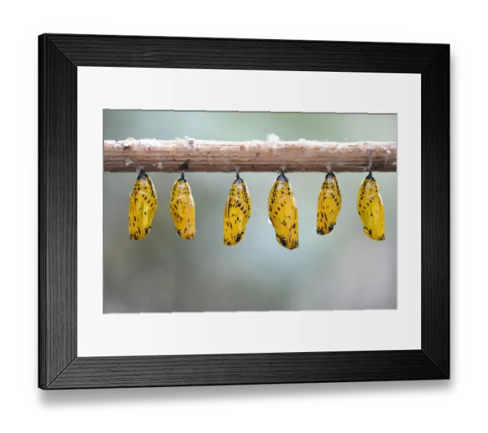 Framed Print : Paper Kite or the Rice Paper butterfly -Idea leuconoe-, chrysalis