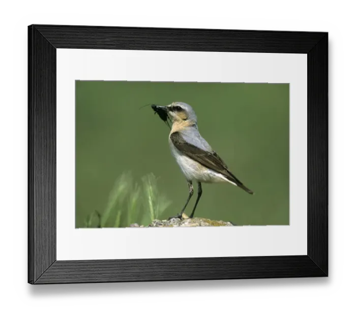 Framed Print : Northern Wheatear -Oenanthe oenanthe-, female with food for its young, Hortobagy, Hungary, Europe Framed Print : Northern Wheatear -Oenanthe oenanthe-, female with food for its young, Hortobagy, Hungary, Europe