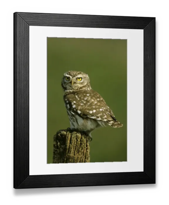 Framed Print : Little owl -Athene noctua-, Hortobagy, Hungary, Europe