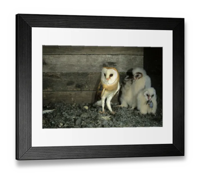 Framed Print : Barn Owl -Tyto alba- shortly after delivering a shrew to a young bird