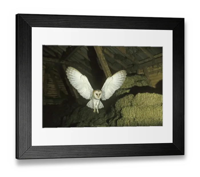 Framed Print : Barn Owl -Tyto alba- in flight in a barn Framed Print : Barn Owl -Tyto alba- in flight in a barn