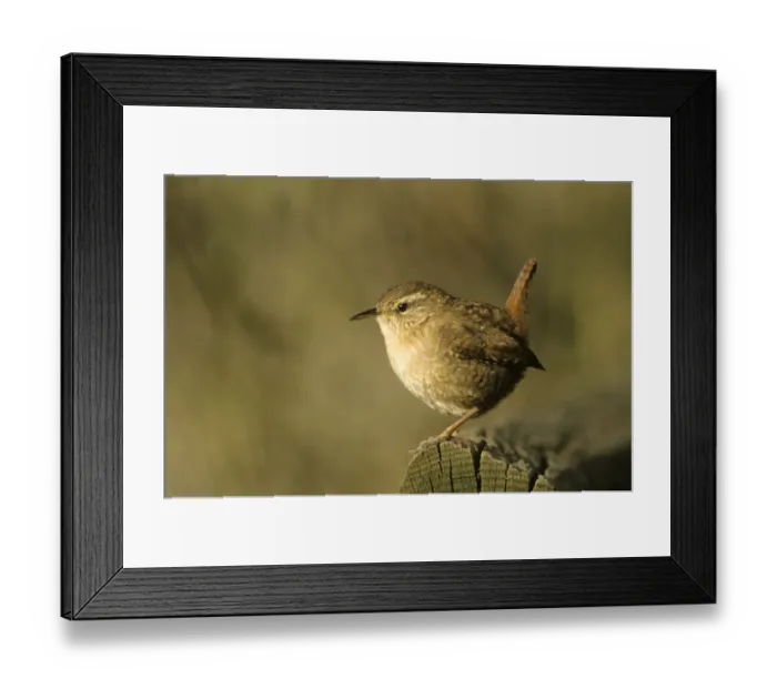 Framed Print : Winter Wren or Northern Wren -Troglodytes troglodytes- at the feeding place Framed Print : Winter Wren or Northern Wren -Troglodytes troglodytes- at the feeding place
