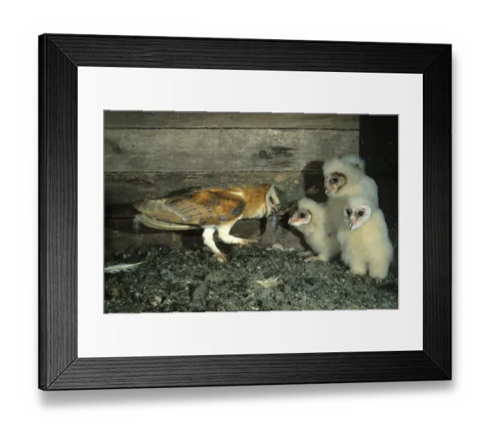 Framed Print : Barn Owl -Tyto alba- passing a mouse to a young bird Framed Print : Barn Owl -Tyto alba- passing a mouse to a young bird