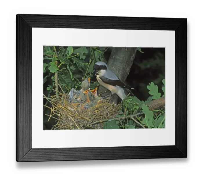 Framed Print : Lesser Gray Shrike -Lanius minor- adult feeding young in the nest, Hortobagy, Hungary, Europe Framed Print : Lesser Gray Shrike -Lanius minor- adult feeding young in the nest, Hortobagy, Hungary, Europe