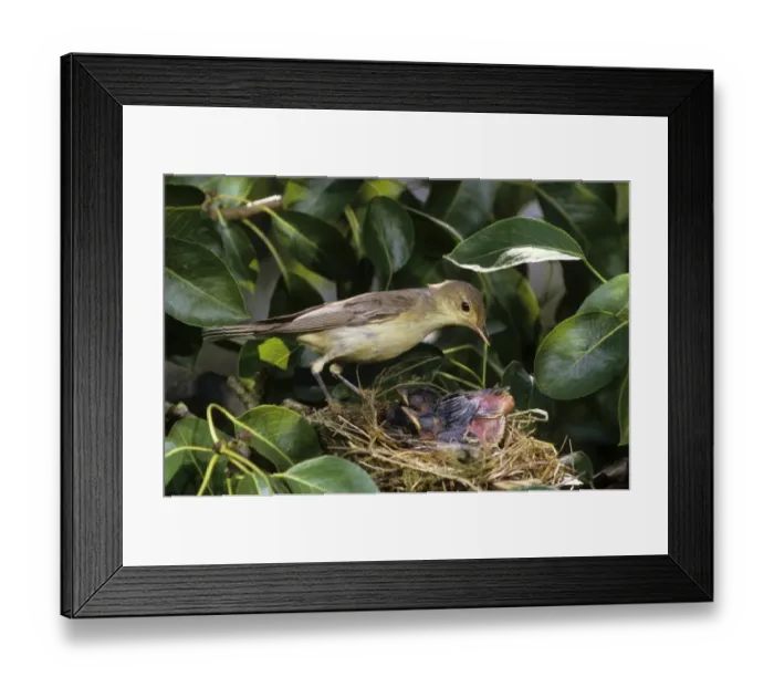 Framed Print : Icterine Warbler -Hippolais icterina-, adult bird at the nest shortly before taking over a pack of feces from the young Framed Print : Icterine Warbler -Hippolais icterina-, adult bird at the nest shortly before taking over a pack of feces from the young