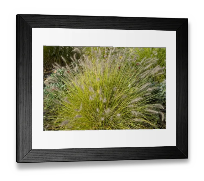 Framed Print : Chinese Pennisetum, Dwarf Fountain Grass -Pennisetum alopecuroides Hameln-