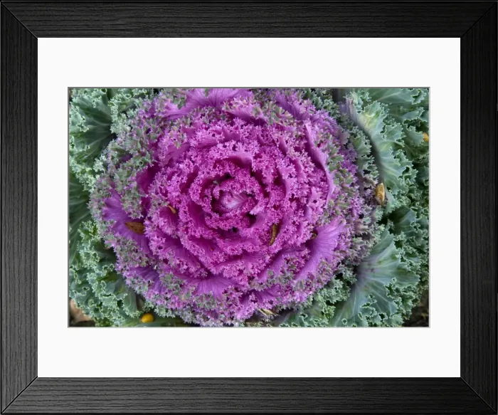 Framed Print : Decorative cabbage -Brassica oleracea var. acephata- Framed Print : Decorative cabbage -Brassica oleracea var. acephata-