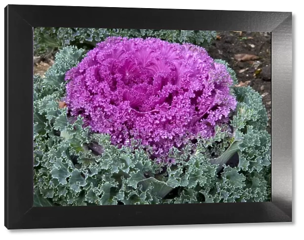Decorative cabbage -Brassica oleracea var. acephata-