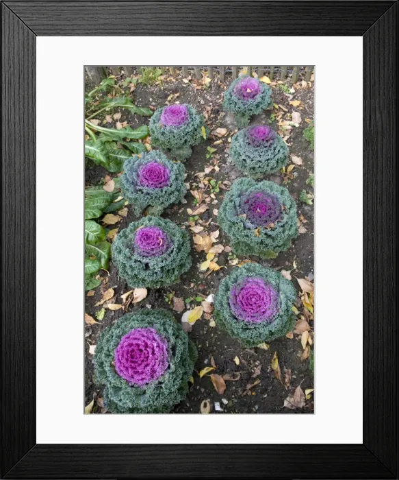 Framed Print : Decorative cabbage -Brassica oleracea var. acephata- Framed Print : Decorative cabbage -Brassica oleracea var. acephata-