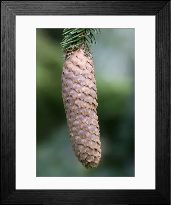 Framed Print : Norway Spruce -Picea abies-, cone Framed Print : Norway Spruce -Picea abies-, cone