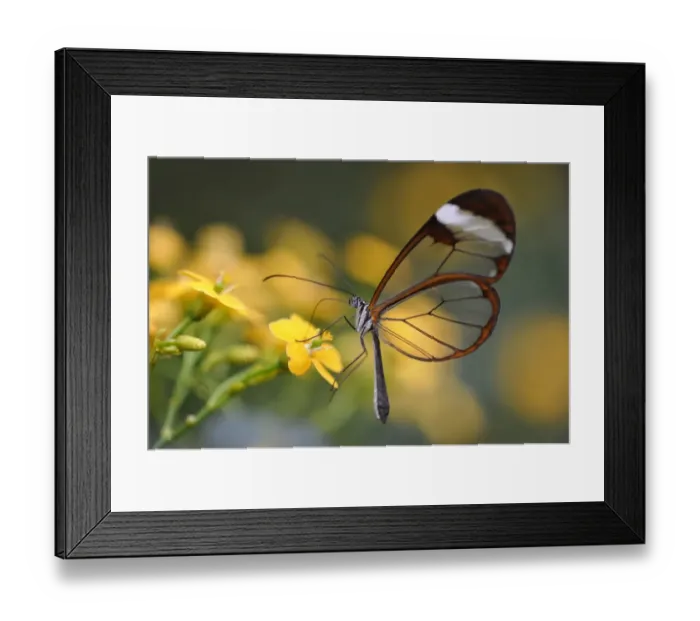 Framed Print : Glass wing butterfly -Greta oto-, South America Framed Print : Glass wing butterfly -Greta oto-, South America