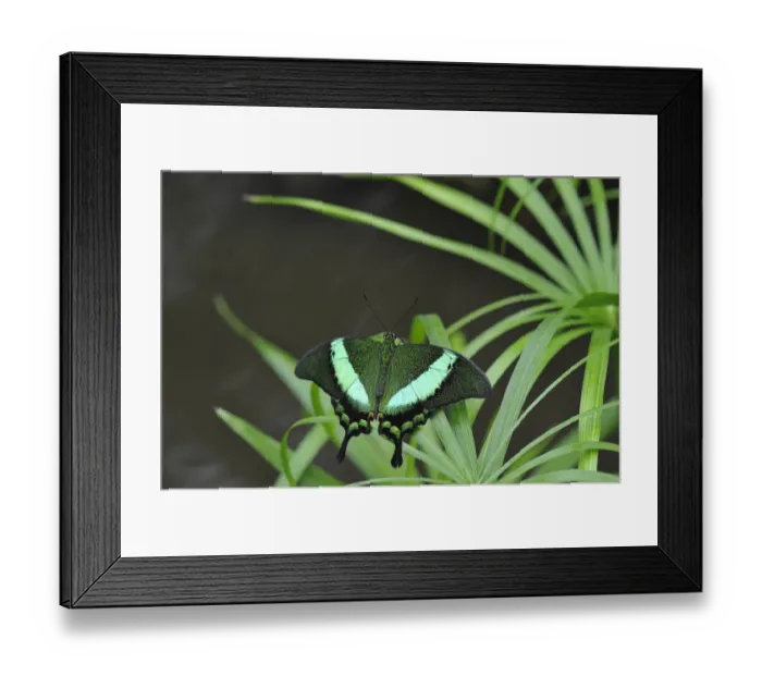 Framed Print : Emerald Swallowtail -Papilio Palinurus-, Malaysia, Philippines Framed Print : Emerald Swallowtail -Papilio Palinurus-, Malaysia, Philippines