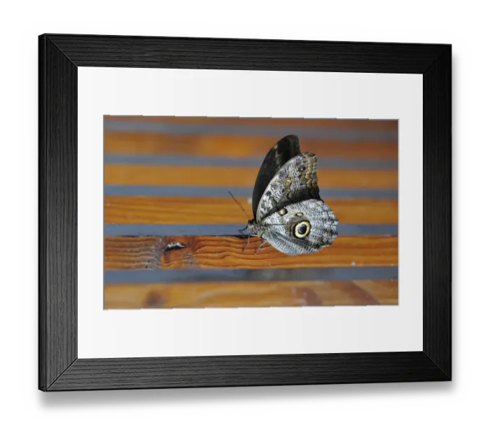 Framed Print : Owl butterfly -Caligo eurilochus-, South America, Central America