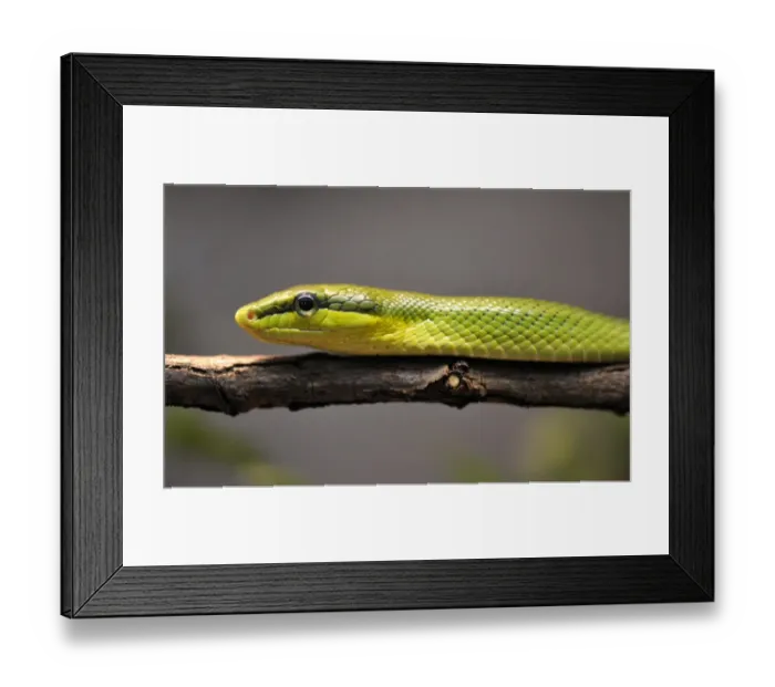 Framed Print : Red-tailed rattle snake -Gonyosoma oxycephala- Framed Print : Red-tailed rattle snake -Gonyosoma oxycephala-