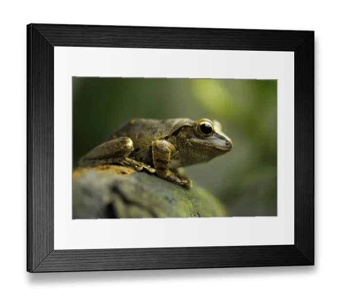 Framed Print : Common Tree Frog, Four-lined Tree Frog, or White-lipped Tree Frog -Polypedates leucomystax-, Greater Sunda Islands, South East Asia Framed Print : Common Tree Frog, Four-lined Tree Frog, or White-lipped Tree Frog -Polypedates leucomystax-, Greater Sunda Islands, South East Asia