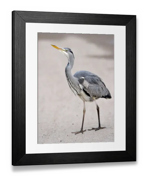 Framed Print : Grey Heron -Ardea cinerea- Framed Print : Grey Heron -Ardea cinerea-