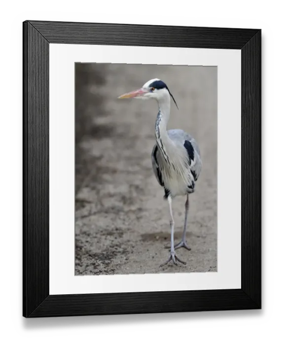 Framed Print : Grey Heron -Ardea cinerea- Framed Print : Grey Heron -Ardea cinerea-