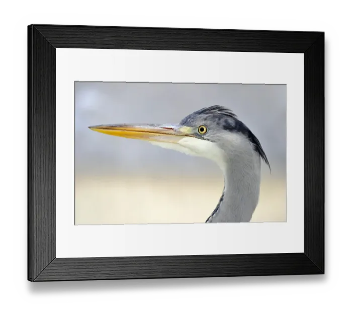 Framed Print : Grey Heron -Ardea cinerea-, portrait Framed Print : Grey Heron -Ardea cinerea-, portrait