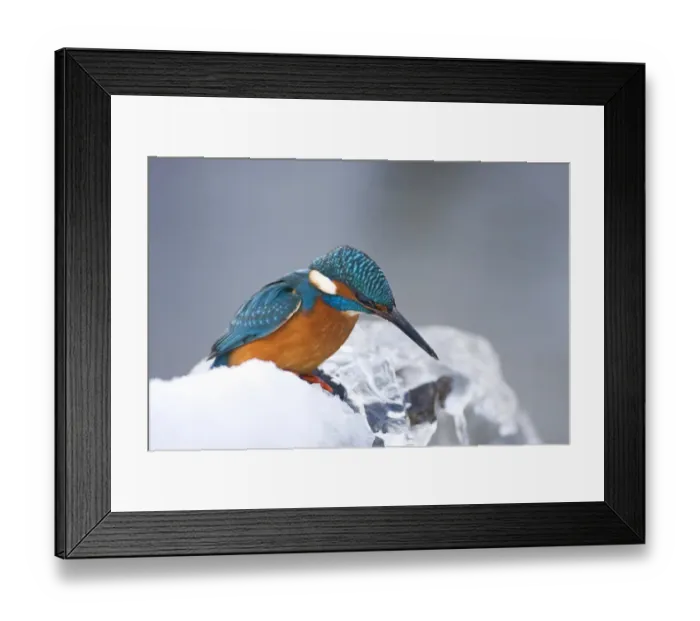 Framed Print : Common Kingfisher -Alcedo atthis- in winter on a perch, Germany Framed Print : Common Kingfisher -Alcedo atthis- in winter on a perch, Germany